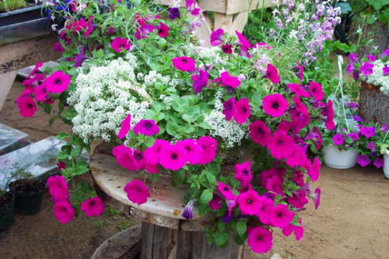 Purple wave petunias and snow crystal alysum