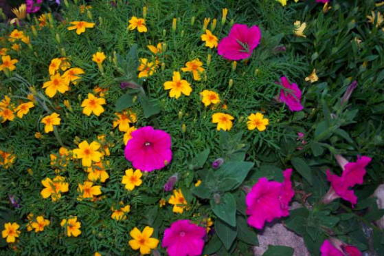 Rose wave petunias and tagetes marigolds
