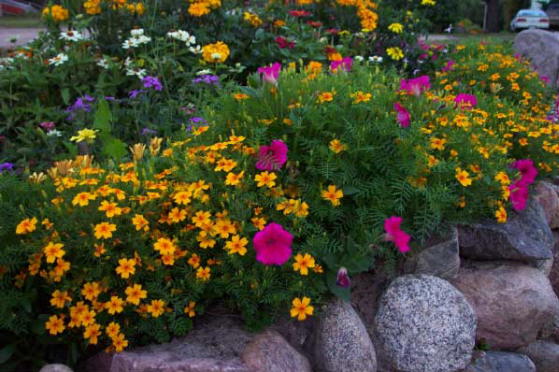 More rose wave petunias and tagetes marigolds